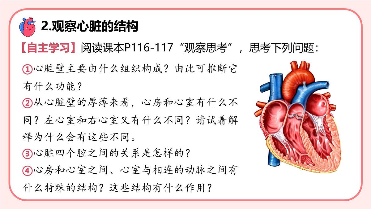 4.4.3输送血液的泵——心脏（第1课时）课件 2025学年人教版（2024）生物七年级下册第4页