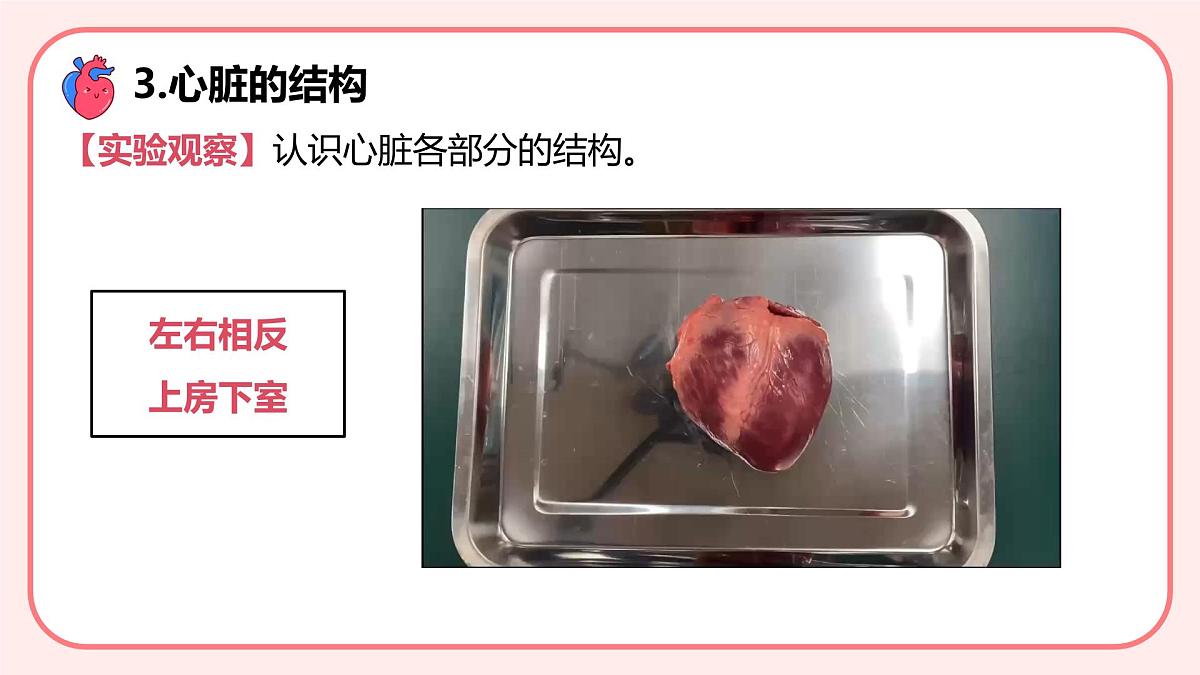 4.4.3输送血液的泵——心脏（第1课时）课件 2025学年人教版（2024）生物七年级下册第6页