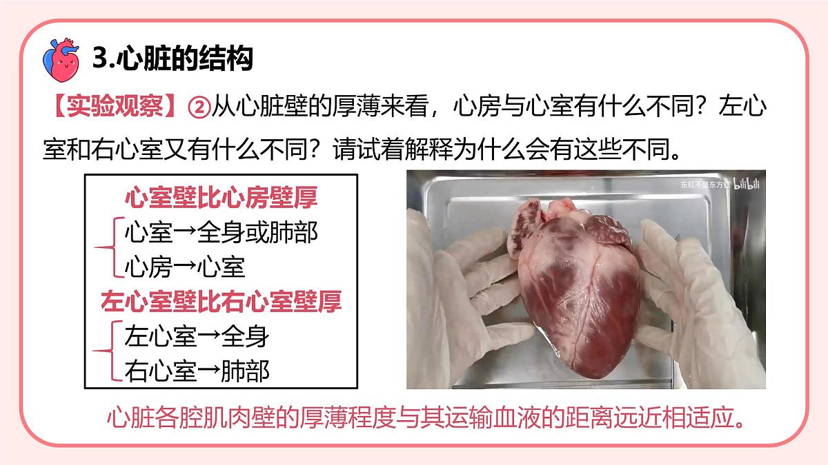 4.4.3输送血液的泵——心脏（第1课时）课件 2025学年人教版（2024）生物七年级下册第7页
