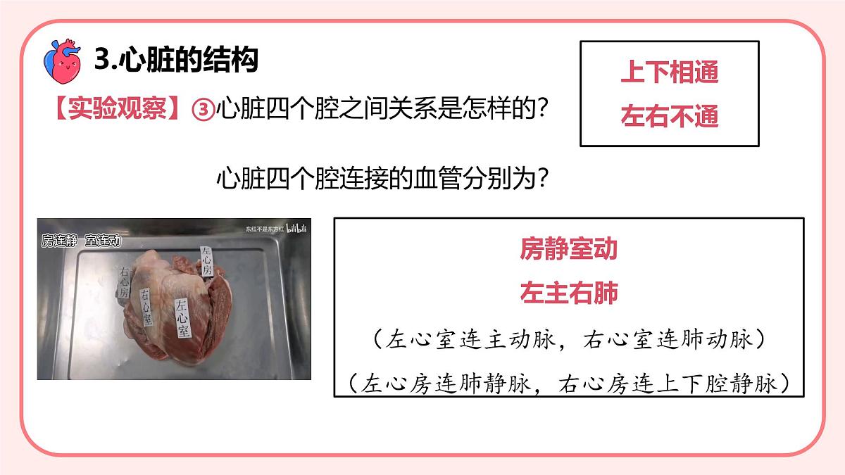 4.4.3输送血液的泵——心脏（第1课时）课件 2025学年人教版（2024）生物七年级下册第8页