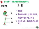 4.3.1++DNA是主要的遺傳物質(zhì)++課件-2024-2025學(xué)年濟(jì)南版生物七年級(jí)下冊(cè) (1)