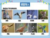 2.2.2++脊椎動(dòng)物身體背部有脊柱（第2課時(shí)）課件-2024-2025學(xué)年濟(jì)南版生物七年級(jí)上冊