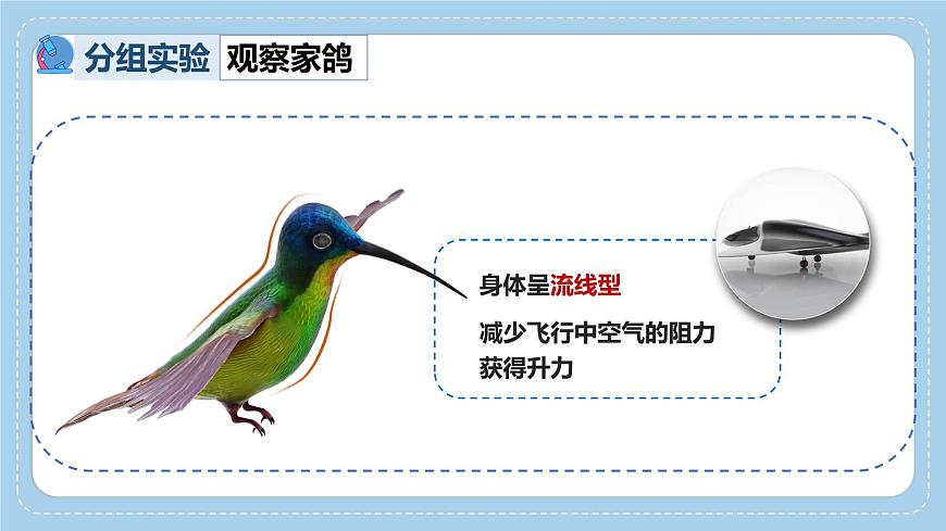 2.2.2++脊椎动物身体背部有脊柱（第2课时）课件-2024-2025学年济南版生物七年级上册第6页