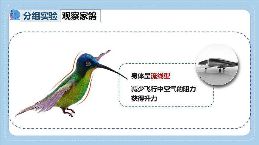 2.2.2++脊椎动物身体背部有脊柱（第2课时）课件-2024-2025学年济南版生物七年级上册第7页