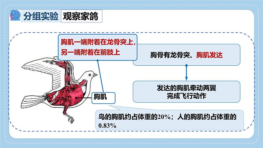 2.2.2++脊椎动物身体背部有脊柱（第2课时）课件-2024-2025学年济南版生物七年级上册第8页