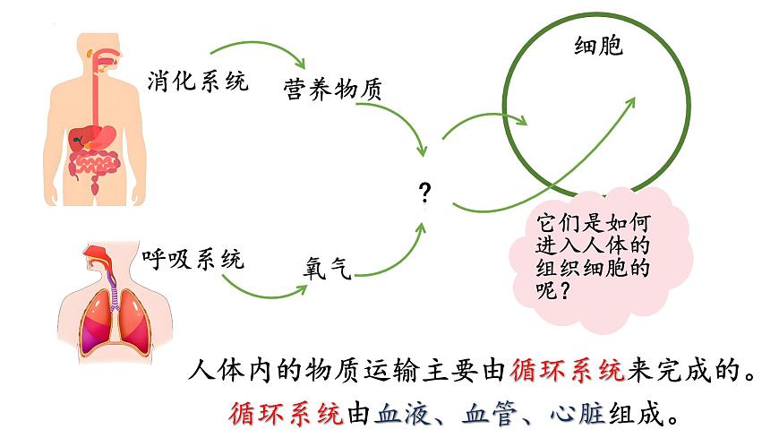 人教版生物七年级下册4.4.1《流动的组织——血液》上课课件第2页