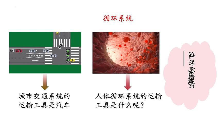 人教版生物七年级下册4.4.1《流动的组织——血液》上课课件第5页