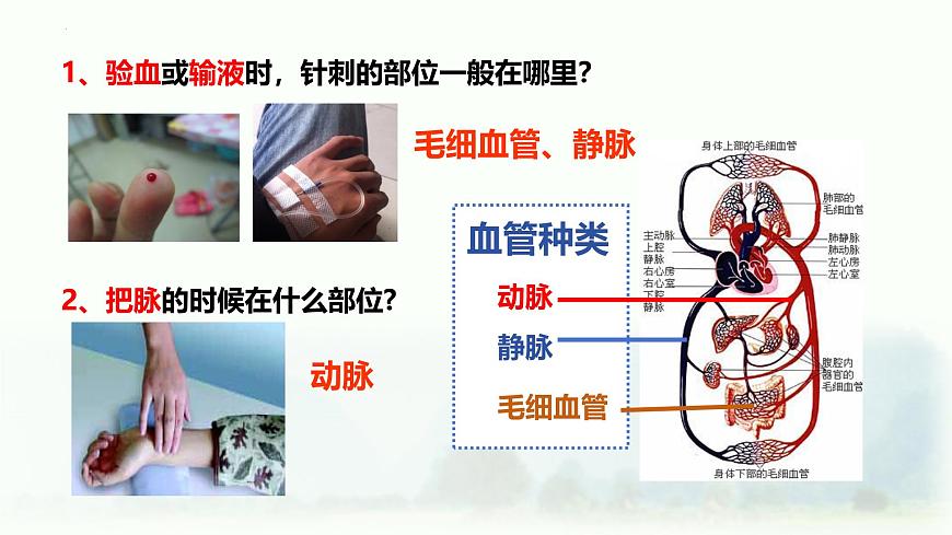人教版生物七年级下册4.4.2《血流的管道——血管》课件第2页