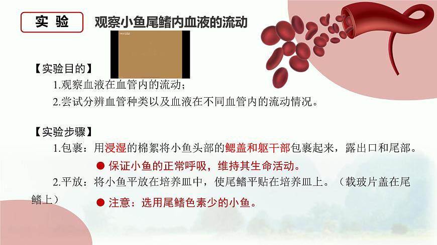 人教版生物七年级下册4.4.2《血流的管道——血管》课件第3页