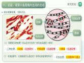 人教版生物七年级下册4.4.2《血流的管道——血管》课件
