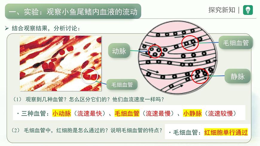 人教版生物七年级下册4.4.2《血流的管道——血管》课件第5页