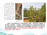初中生物濟(jì)南版（2024）七年級下冊4.1.1  無性生殖保持了生物遺傳特征的穩(wěn)定（第一課時） 課件
