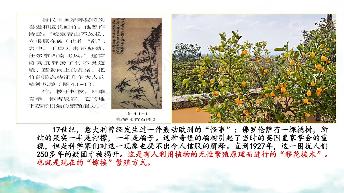 初中生物济南版（2024）七年级下册4.1.1 无性生殖保持了生物遗传特征的稳定（第一课时） 课件第2页