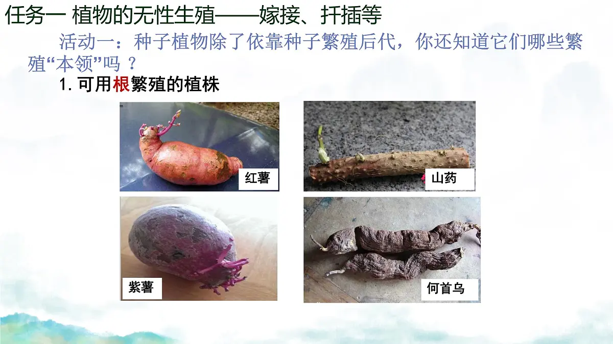 初中生物济南版（2024）七年级下册4.1.1 无性生殖保持了生物遗传特征的稳定（第一课时） 课件第6页
