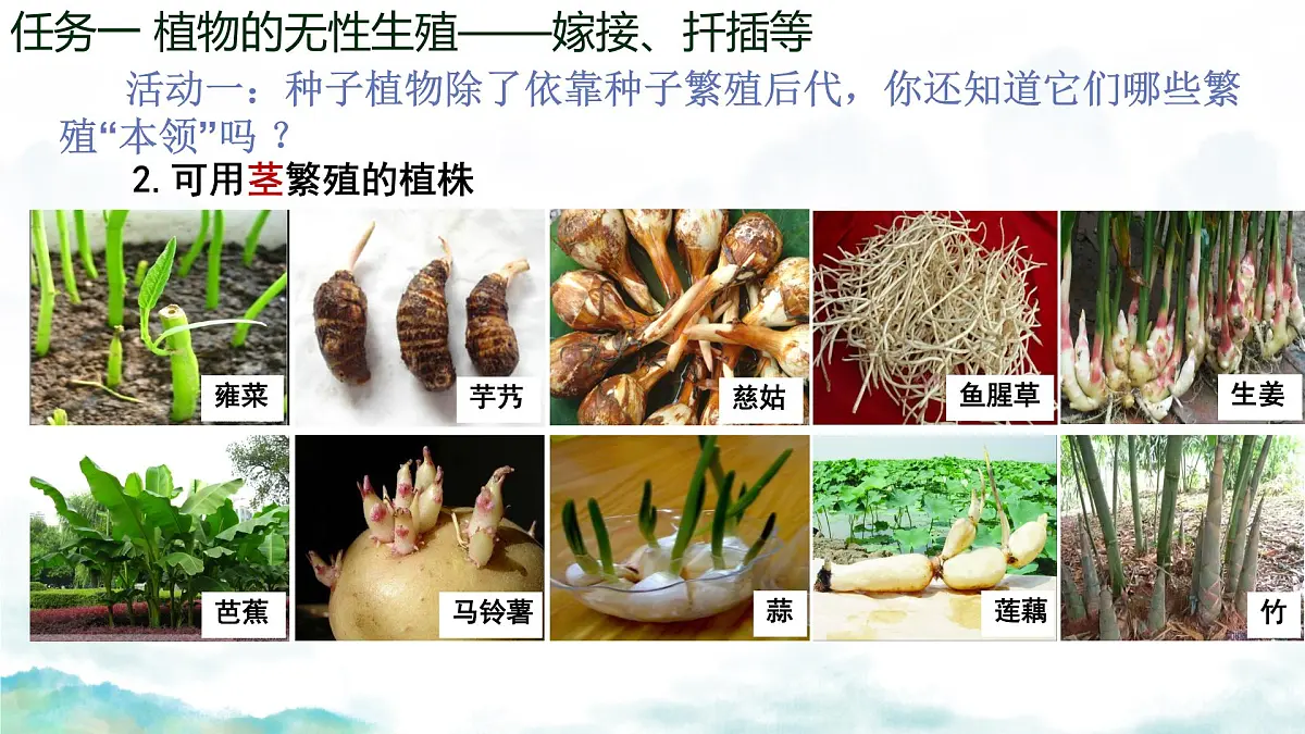 初中生物济南版（2024）七年级下册4.1.1 无性生殖保持了生物遗传特征的稳定（第一课时） 课件第7页