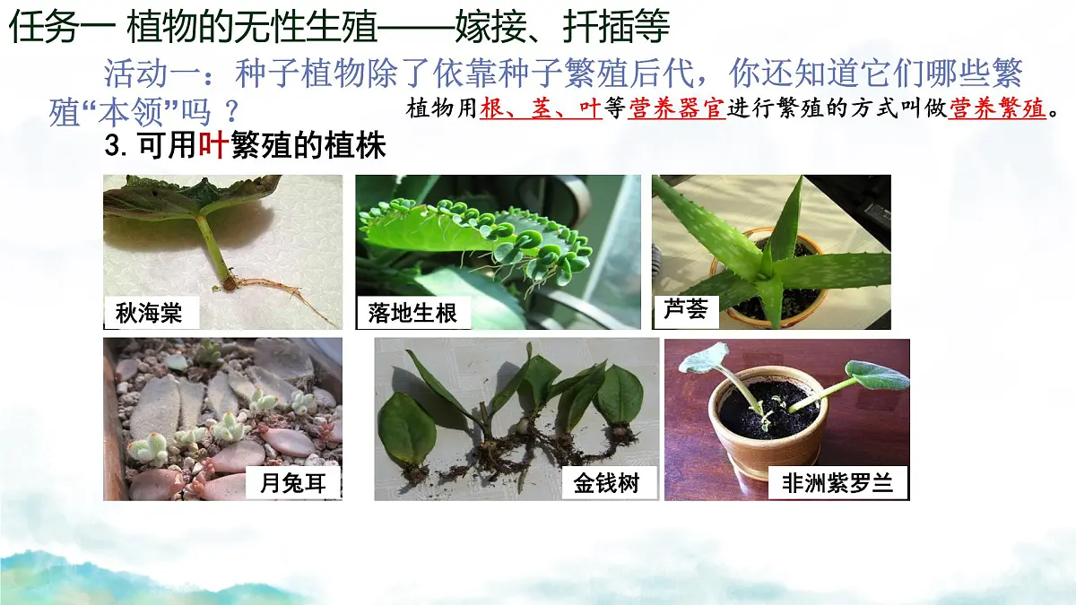 初中生物济南版（2024）七年级下册4.1.1 无性生殖保持了生物遗传特征的稳定（第一课时） 课件第8页