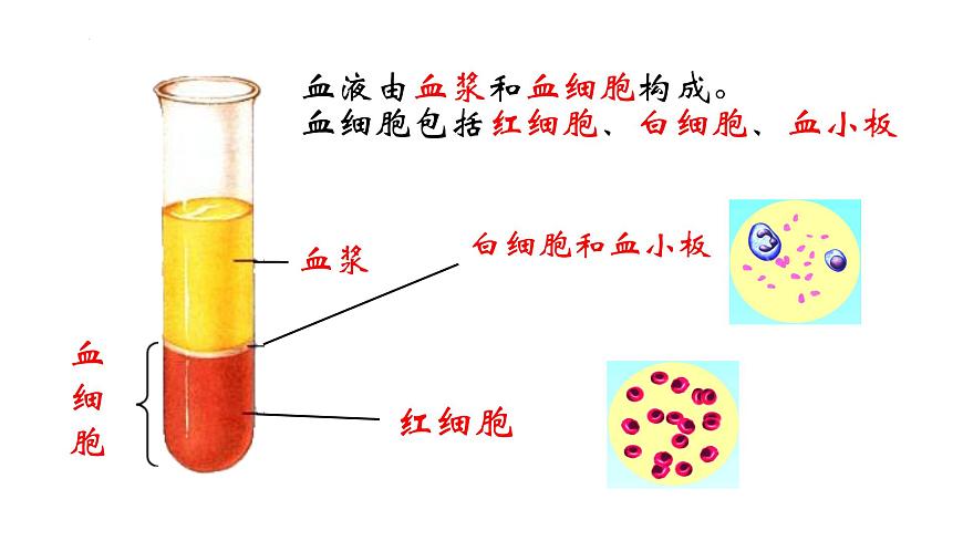 初中生物冀少版（2024）七年级下册3.2.1.1  血液 课件第8页