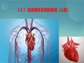初中生物冀少版（2024）七年級下冊3.2.1 血液循環(huán)系統(tǒng)的組成（心臟） 課件