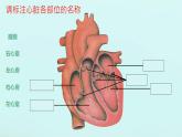 初中生物冀少版（2024）七年級下冊3.2.1 血液循環(huán)系統(tǒng)的組成（心臟） 課件