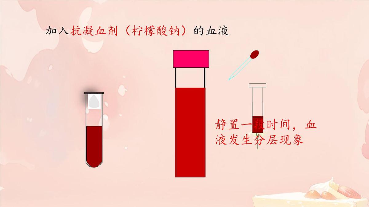 初中生物冀少版（2024）七年级下册3.2.1 血液循环系统的组成 课件第6页