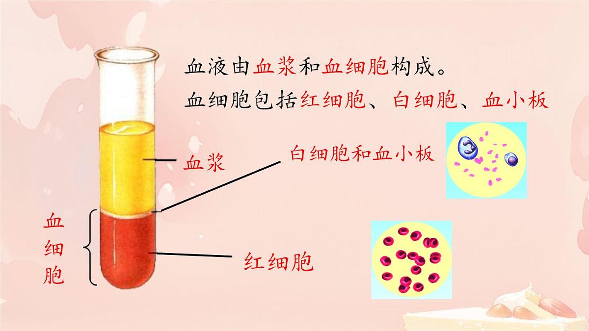 初中生物冀少版（2024）七年级下册3.2.1 血液循环系统的组成 课件第7页