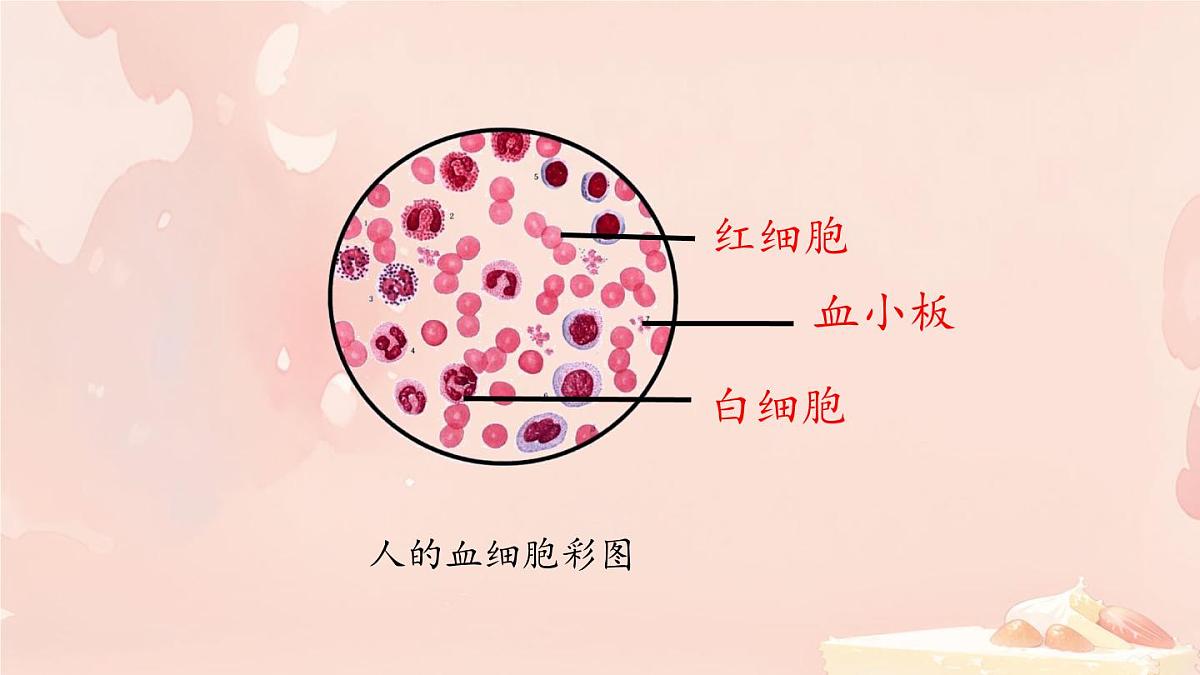 初中生物冀少版（2024）七年级下册3.2.1 血液循环系统的组成 课件第8页