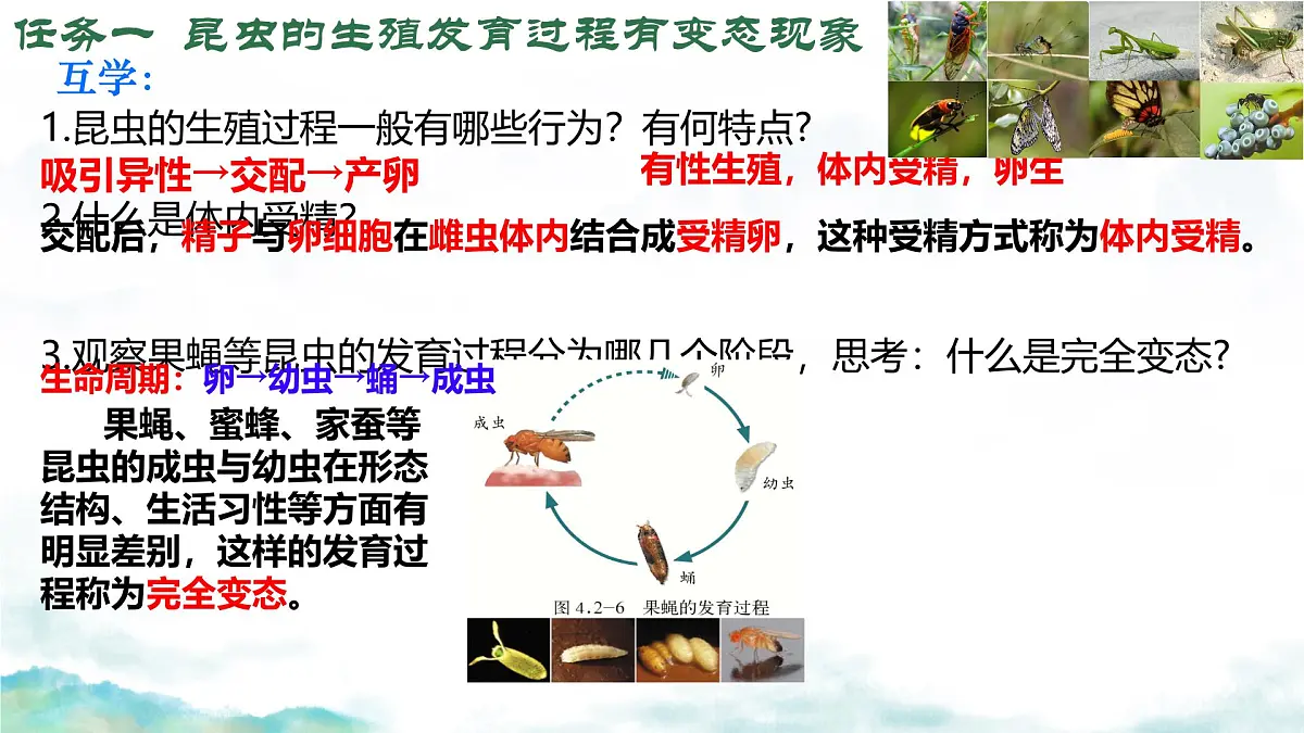 初中 生物 济南版（2024）七年级下册4.1.2有性生殖增加了后代的多样性（第一课时） 课件第6页