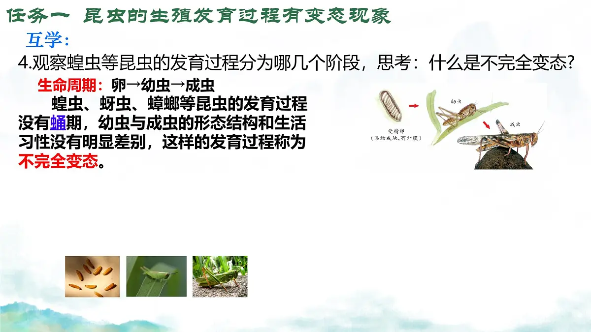 初中 生物 济南版（2024）七年级下册4.1.2有性生殖增加了后代的多样性（第一课时） 课件第7页