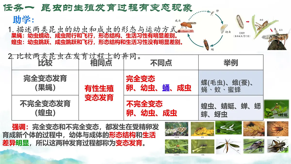 初中 生物 济南版（2024）七年级下册4.1.2有性生殖增加了后代的多样性（第一课时） 课件第8页