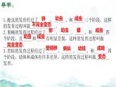 初中 生物 濟(jì)南版（2024）七年級(jí)下冊(cè)4.1.2有性生殖增加了后代的多樣性（第二課時(shí)） 課件