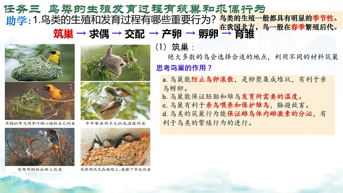 初中 生物 济南版（2024）七年级下册4.1.2有性生殖增加了后代的多样性（第二课时） 课件第6页