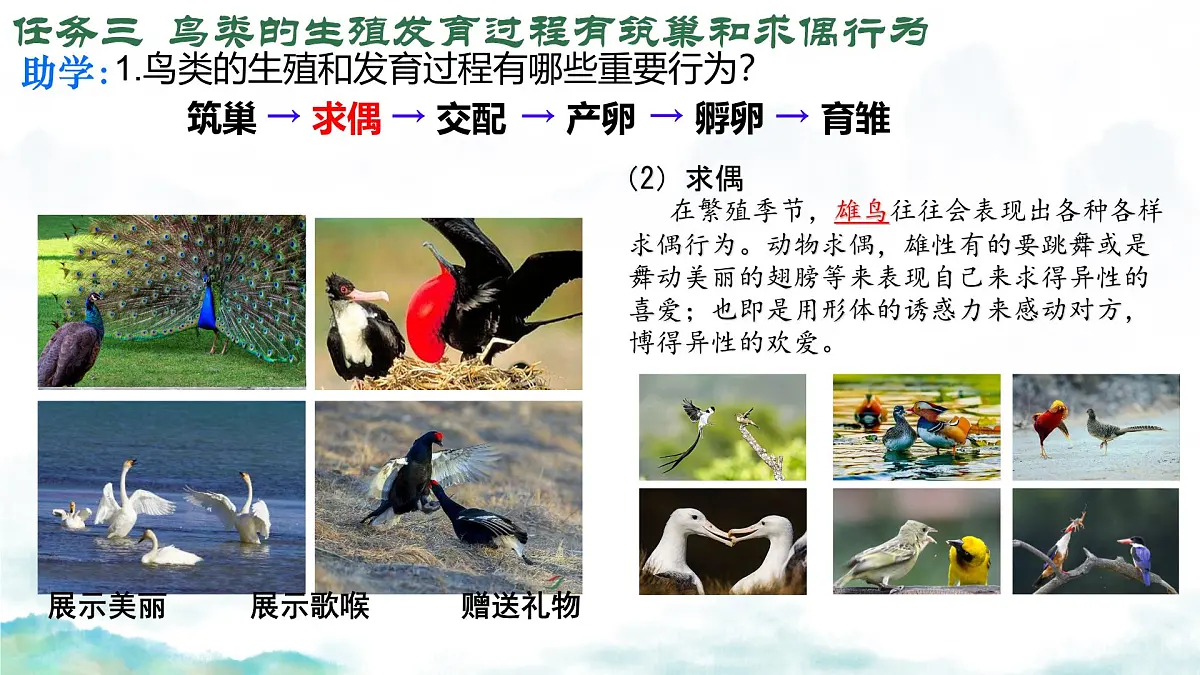 初中 生物 济南版（2024）七年级下册4.1.2有性生殖增加了后代的多样性（第二课时） 课件第7页