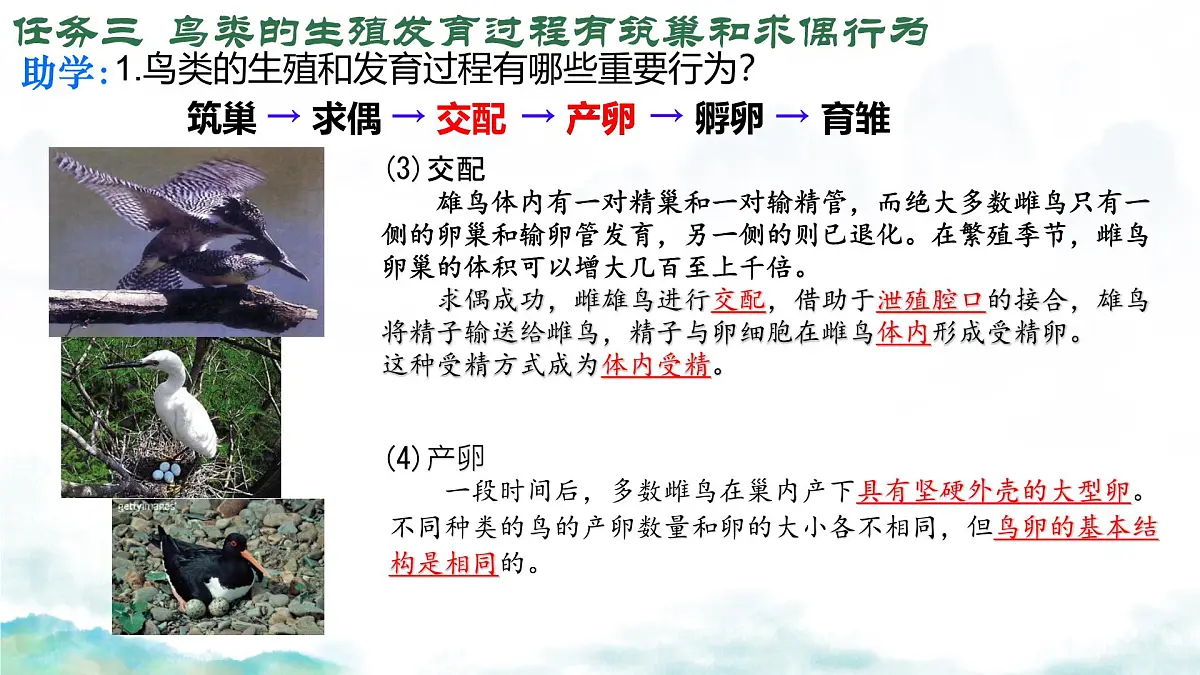 初中 生物 济南版（2024）七年级下册4.1.2有性生殖增加了后代的多样性（第二课时） 课件第8页