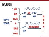 4.2.2 消化和吸收課件2024-2025學(xué)年人教版生物七年級下冊