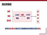 4.2.2 消化和吸收課件2024-2025學(xué)年人教版生物七年級下冊