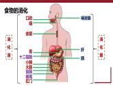4.2.2 消化和吸收課件2024-2025學(xué)年人教版生物七年級下冊