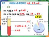 第七章+人體的物質(zhì)運(yùn)輸復(fù)習(xí)課件2024-2025學(xué)年北師大版生物生物七年級(jí)下冊(cè)