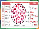 第七章+人體的物質(zhì)運(yùn)輸復(fù)習(xí)課件2024-2025學(xué)年北師大版生物生物七年級(jí)下冊(cè)