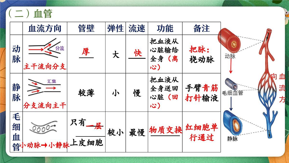 第七章+人体的物质运输复习课件2024-2025学年北师大版生物生物七年级下册第7页