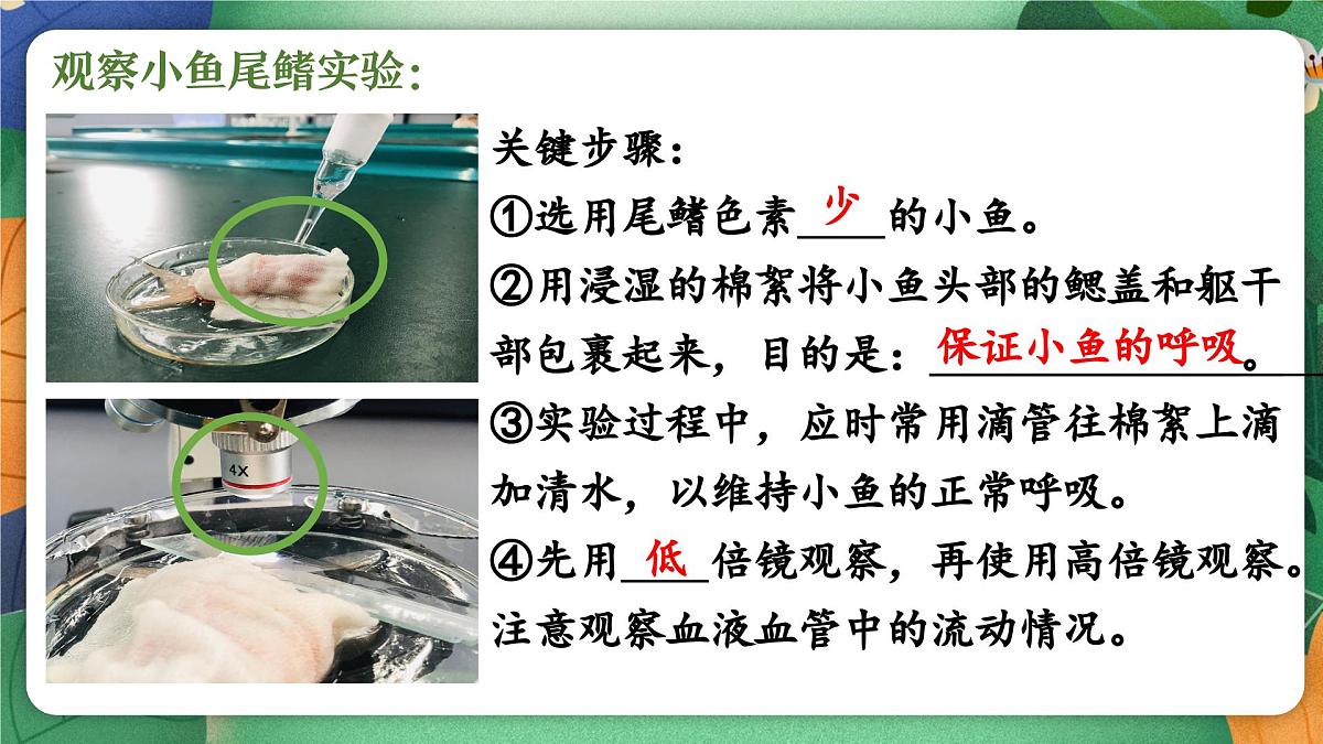 第七章+人体的物质运输复习课件2024-2025学年北师大版生物生物七年级下册第8页