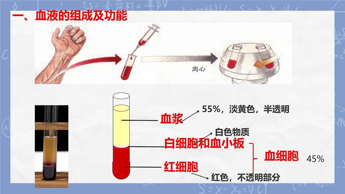 初中 生物 冀少版（2024）七年级下册3.2.1.1   血液循环系统的组成（血液） 课件第4页