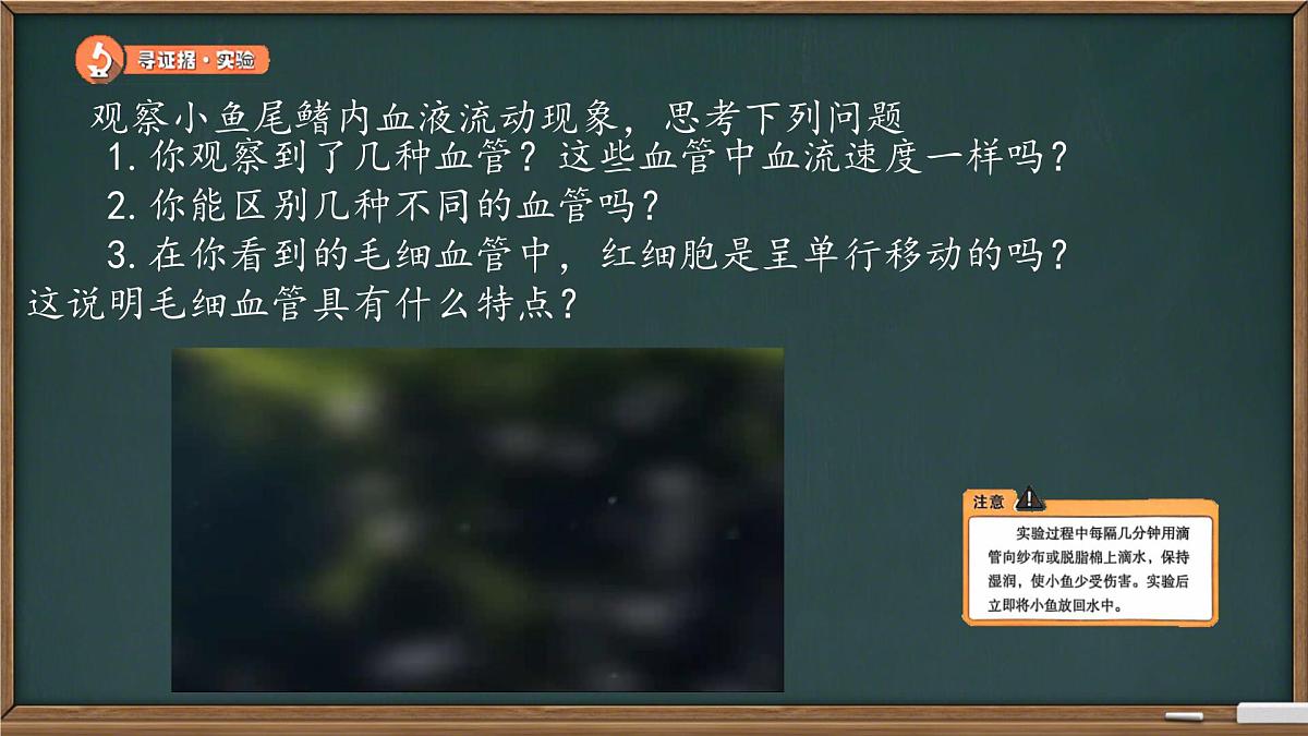 初中 生物 冀少版（2024）七年级下册3.2.1.2 血液循环系统的组成(血管) 课件第2页