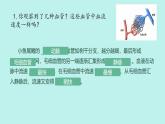 初中 生物 冀少版（2024）七年級(jí)下冊3.2.1.2 血液循環(huán)系統(tǒng)的組成(血管) 課件