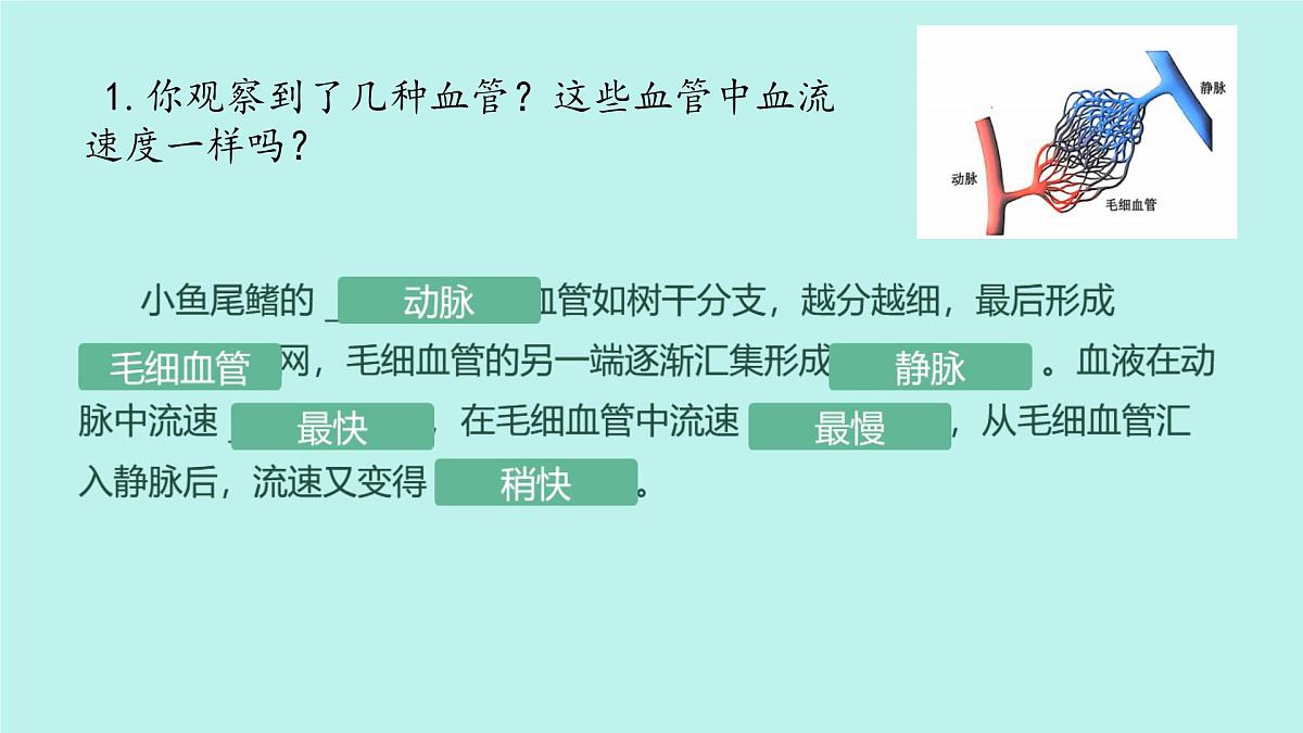 初中 生物 冀少版（2024）七年级下册3.2.1.2 血液循环系统的组成(血管) 课件第3页