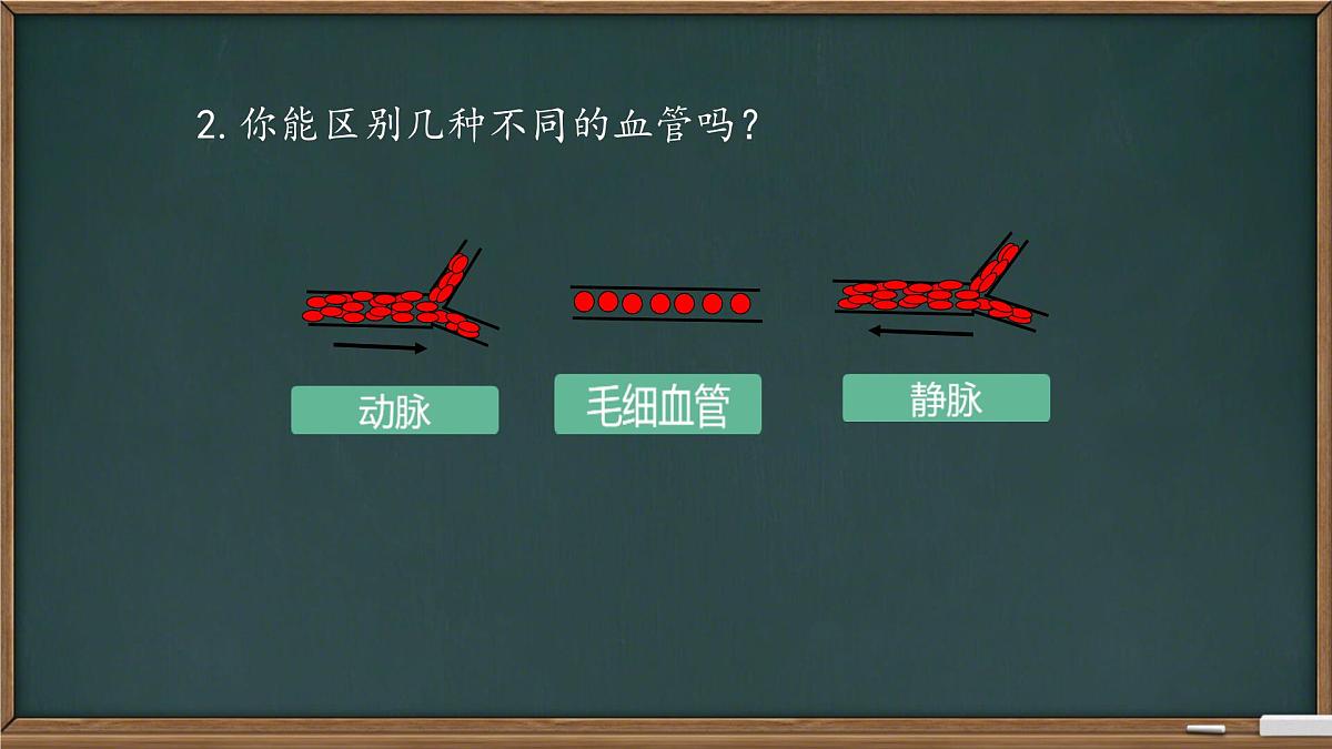 初中 生物 冀少版（2024）七年级下册3.2.1.2 血液循环系统的组成(血管) 课件第4页