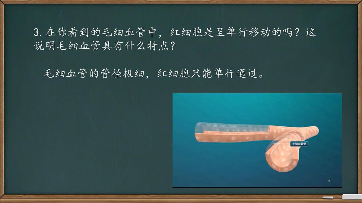 初中 生物 冀少版（2024）七年级下册3.2.1.2 血液循环系统的组成(血管) 课件第5页