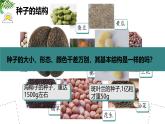 初中 生物 蘇科版（2024）七年級(jí)下冊(cè)5.11.1 種子的萌發(fā)（第一課時(shí)） 課件