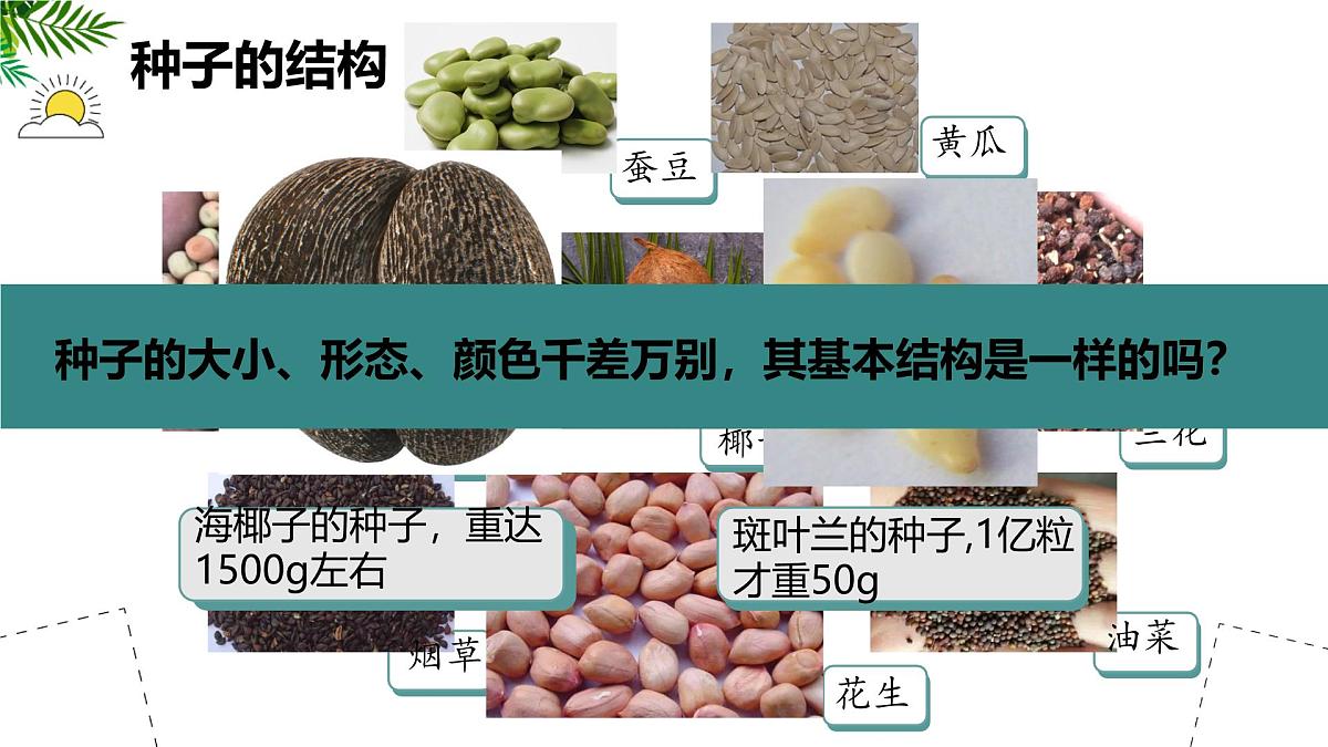 初中 生物 苏科版（2024）七年级下册5.11.1 种子的萌发（第一课时） 课件第2页