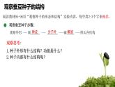 初中 生物 蘇科版（2024）七年級(jí)下冊(cè)5.11.1 種子的萌發(fā)（第一課時(shí)） 課件