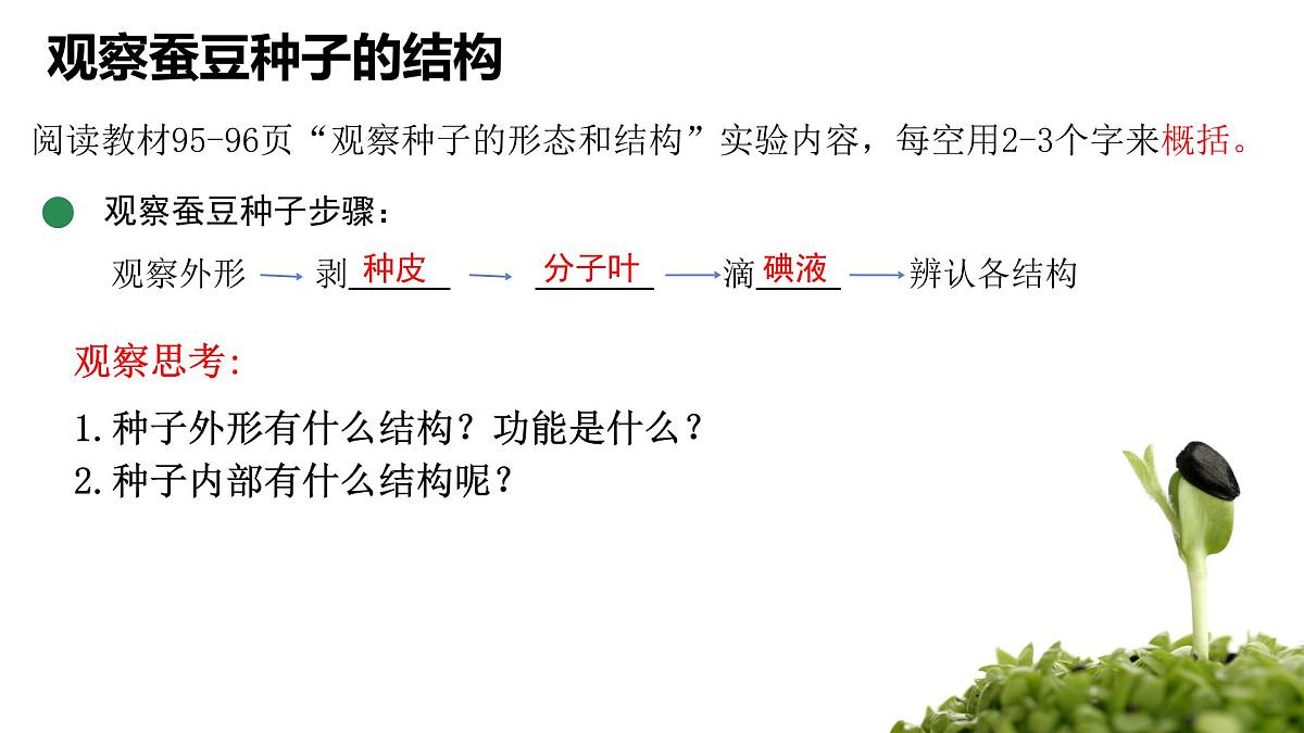 初中 生物 苏科版（2024）七年级下册5.11.1 种子的萌发（第一课时） 课件第3页